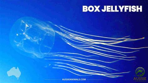 box jellyfish world distribution|chironex fleckeri.